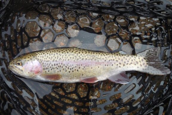 Rainbow trout in landing net.