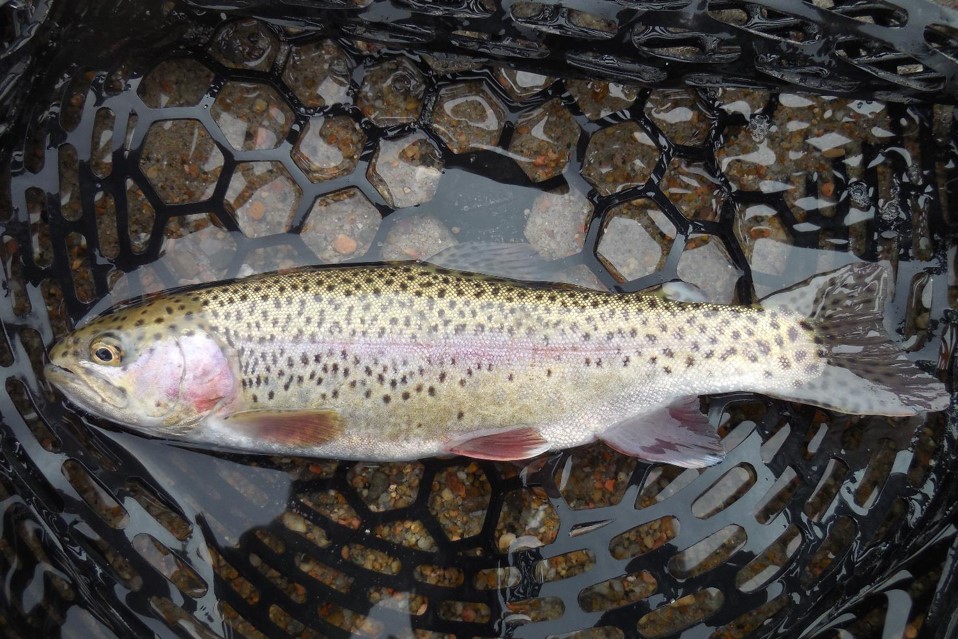 Rainbow trout in landing net.