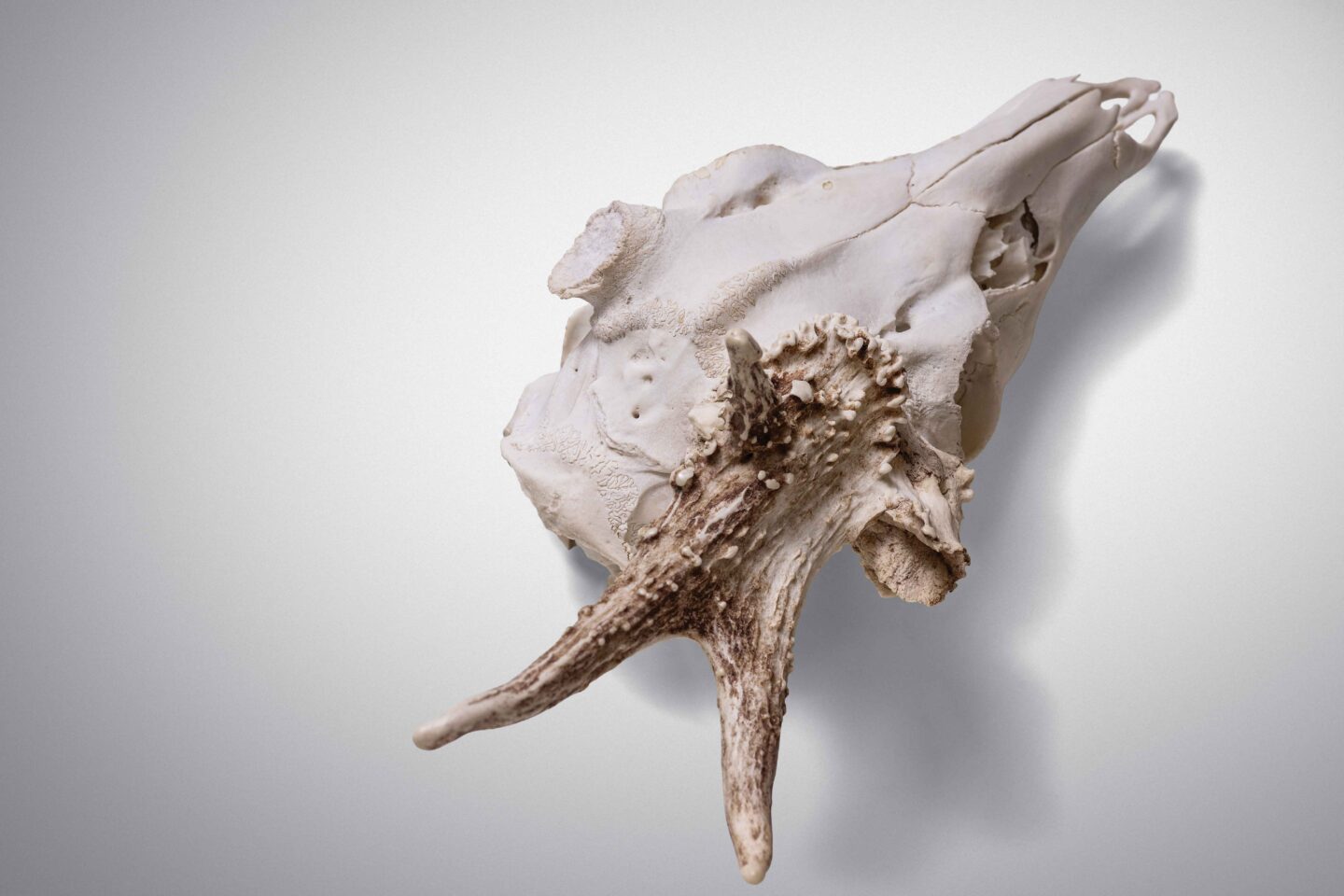 Skull with abnormal antler growth which prevented antler shedding on one side likely due to pedicle, skull injury or brain abscess.