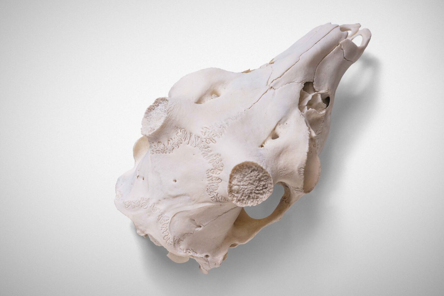 Skull with normal antler pedicles post antler shedding.