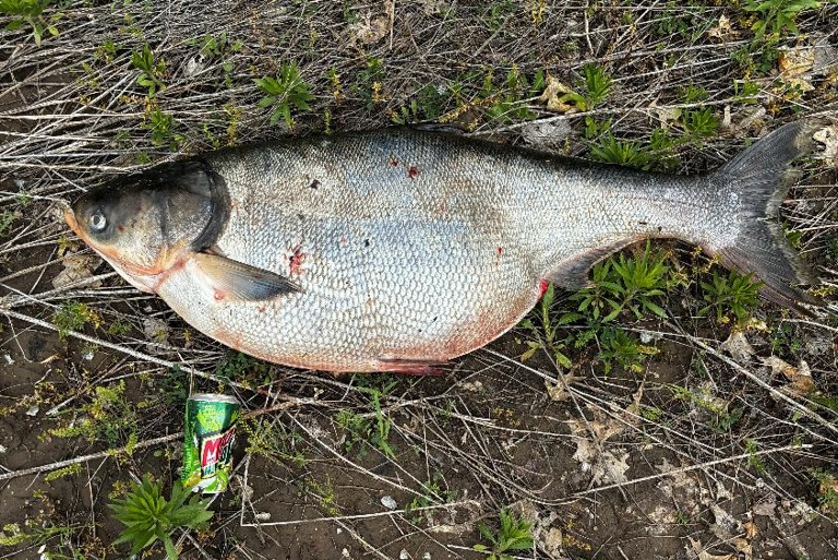Silver carp laying on ground. Nebraska Game & Parks Commission.