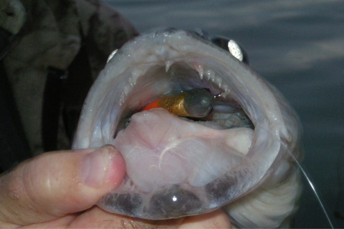 View of walleye with a swimbait in its mouth.  Photo by Daryl Bauer, Nebraska Game & Parks Commission.