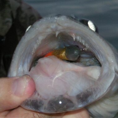 View of walleye with a swimbait in its mouth. Photo by Daryl Bauer, Nebraska Game & Parks Commission.