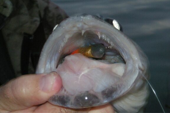 View of walleye with a swimbait in its mouth. Photo by Daryl Bauer, Nebraska Game & Parks Commission.