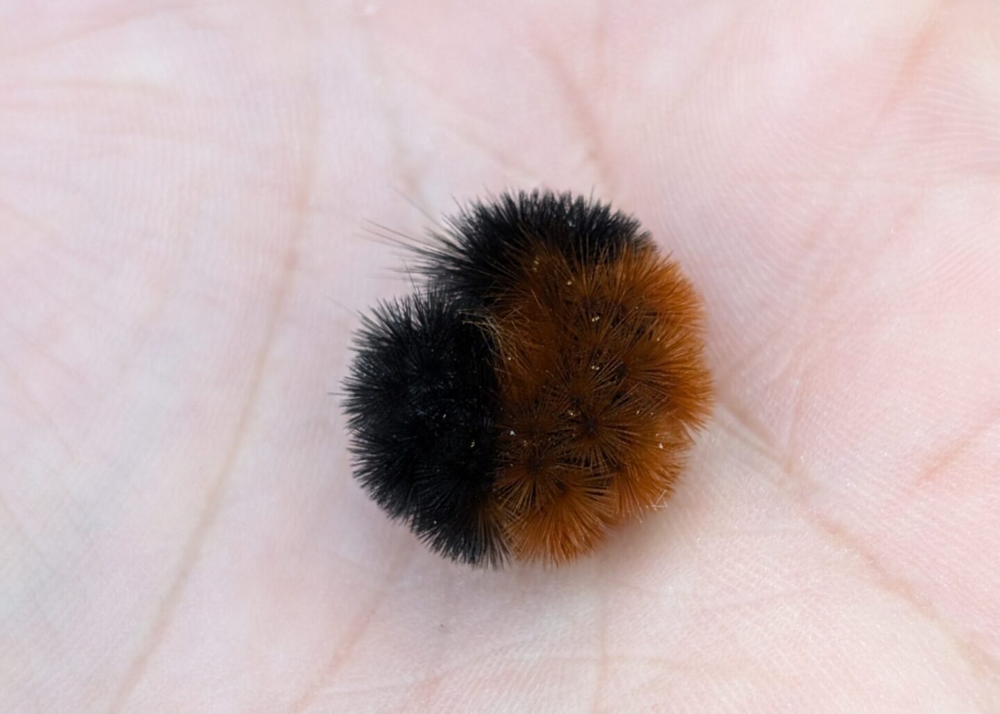 A woolly bear’s first line of defense is to roll up into a ball using it’s fuzzy body to protect itself.