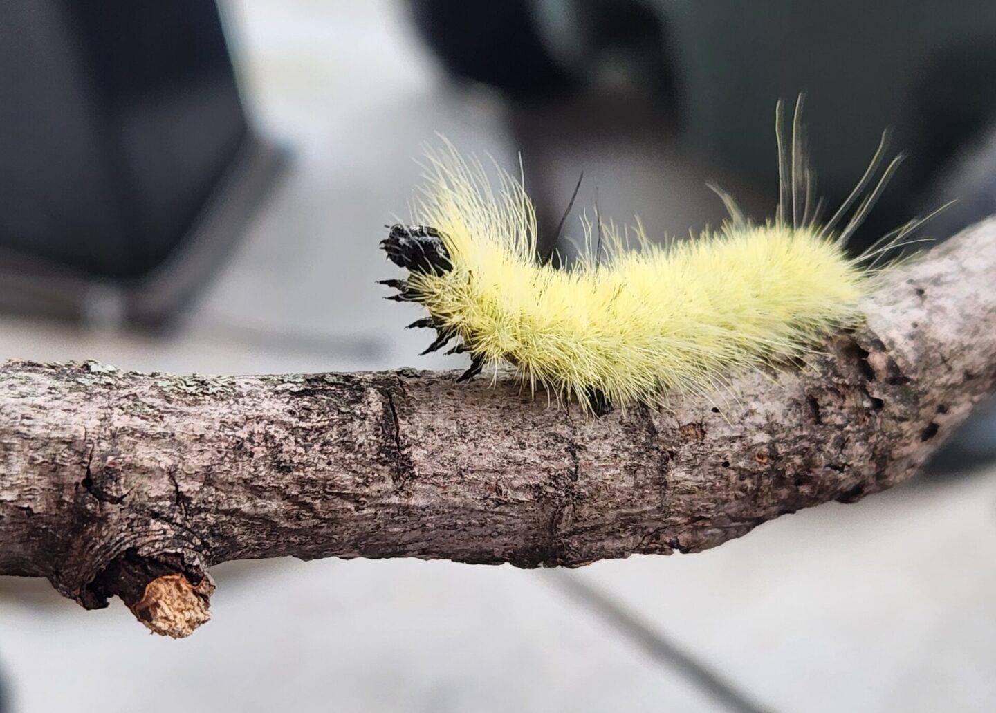 Woolly bears may look soft and cuddly, but these fuzzy caterpillars are tough enough to survive a Nebraska winter!