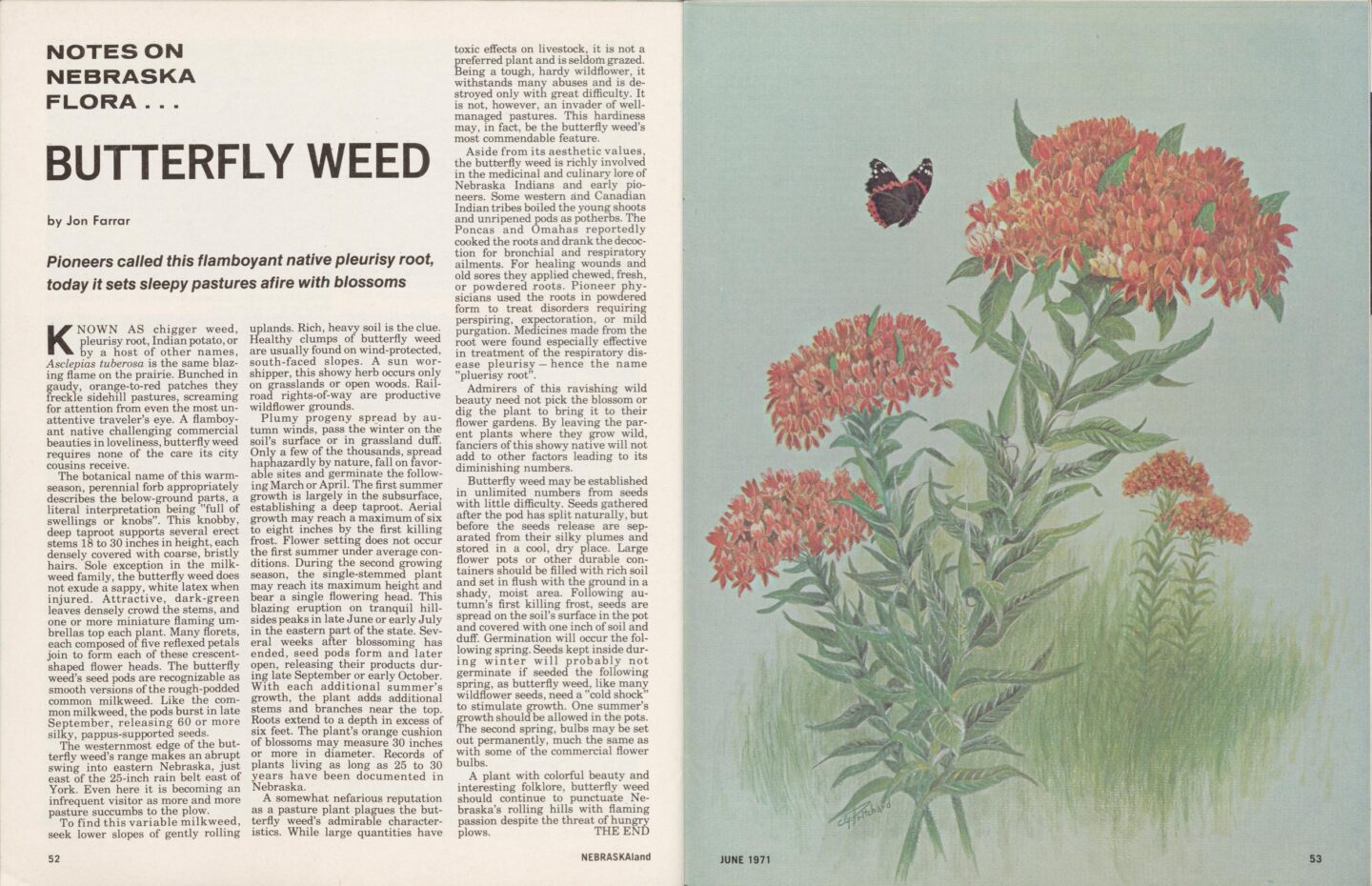 From 1971 to 1989, “Notes on Nebraska Flora” appeared in Nebraskaland, alternating with the long-running “Fauna” series. Illustration by Bud Pritchard.