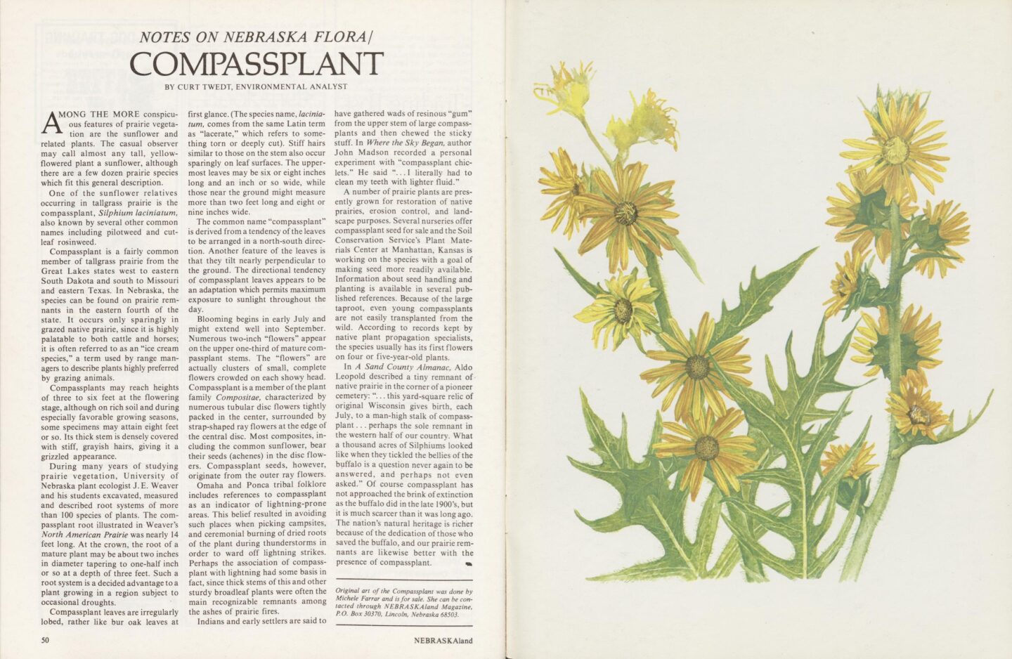 After Pritchard’s retirement, Michele Angle Farrar’s colorful paintings became a hallmark of the series. Illustrations by Michele Angle Farrar.