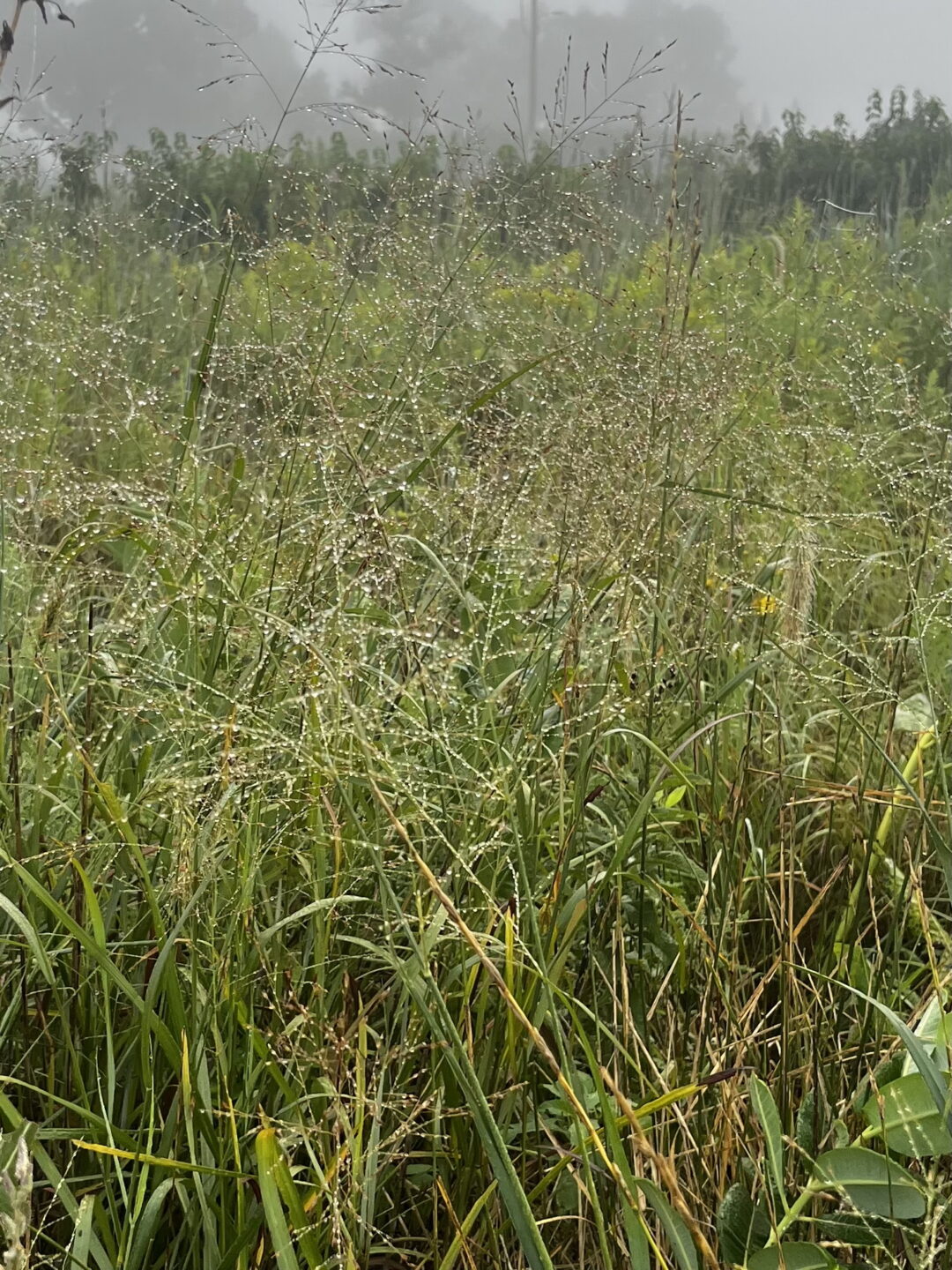 Foggy morning at a wetland.
