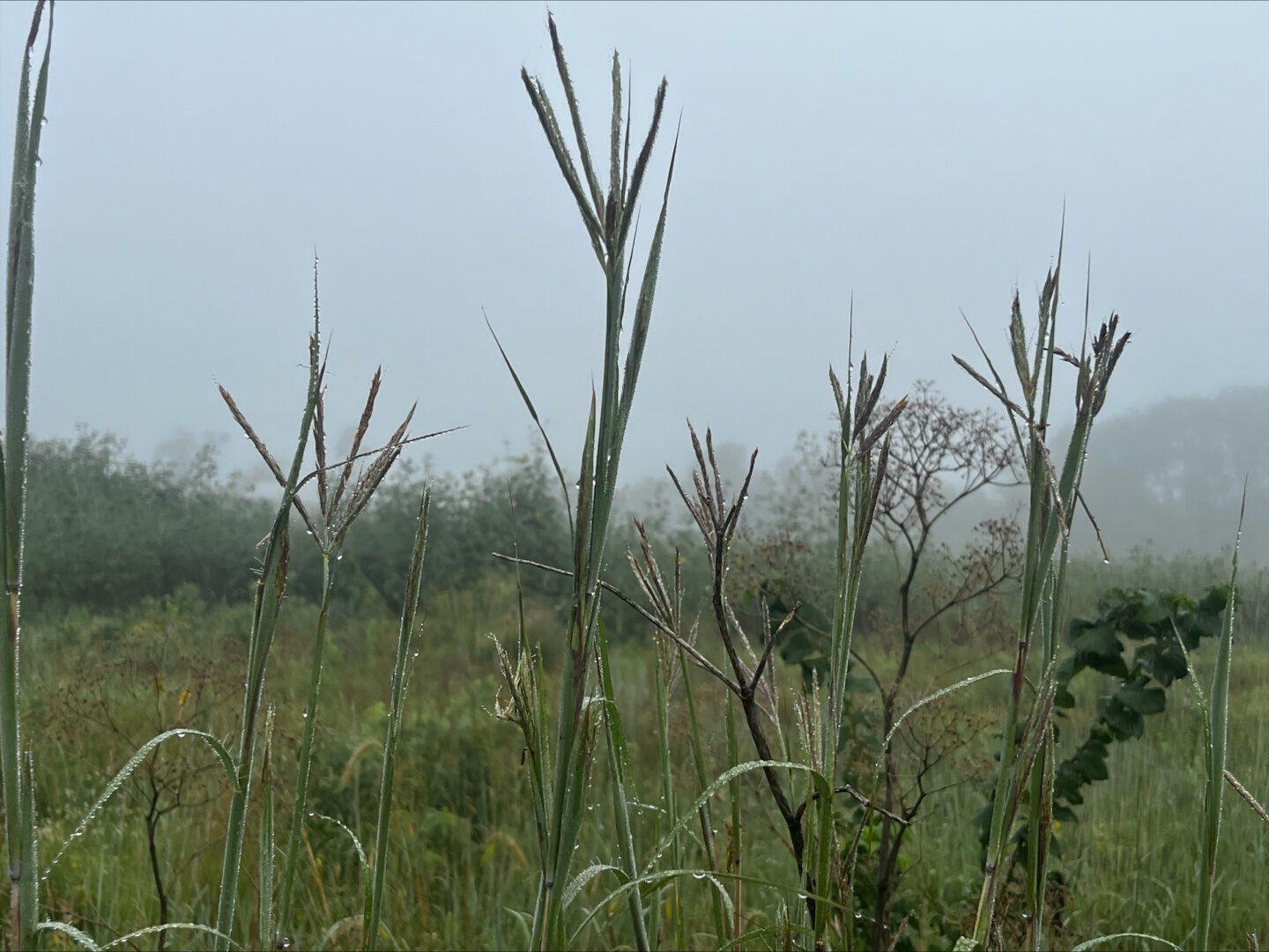 Foggy morning at a wetland.