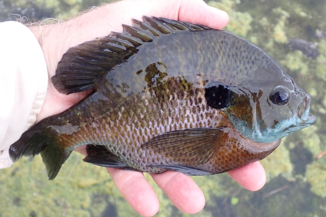 Male bluegill in angler's hand.  Photo by Daryl Bauer, Nebraska Game & Parks Commission.