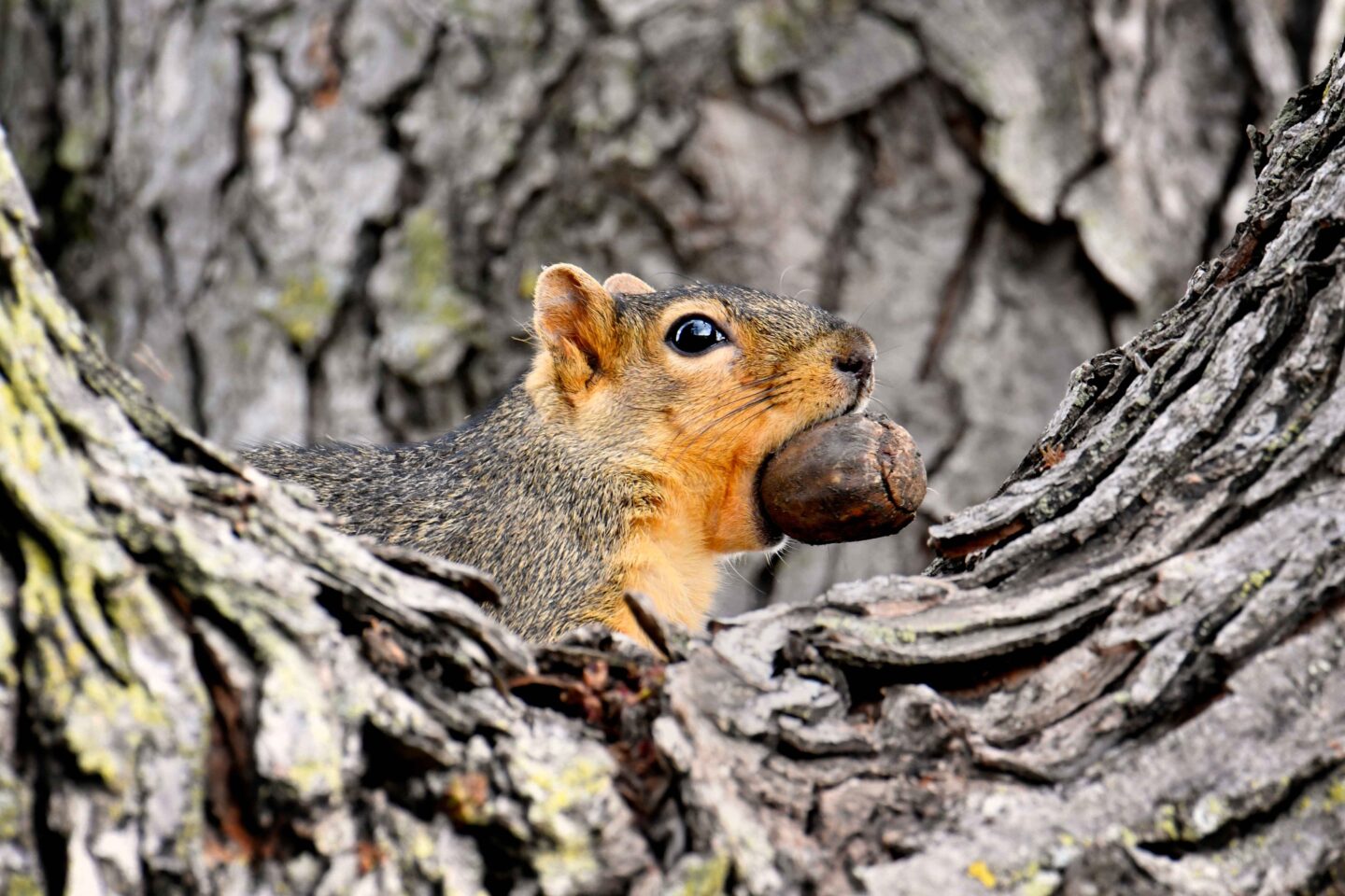 A fox squirrel in Lancaster county near Holmes Lake in Lincoln has found an acorn to eat.