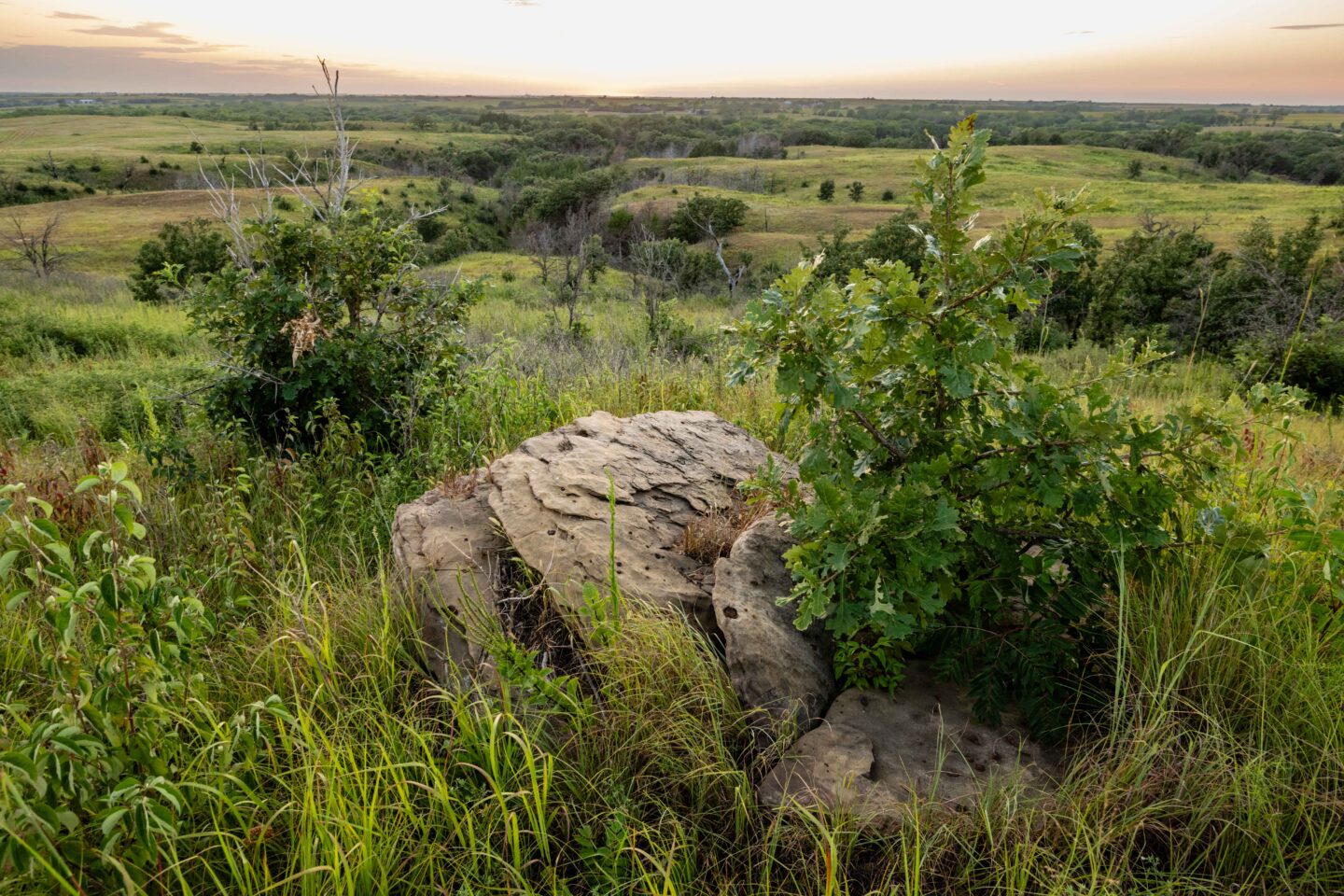 A bur oak sapling grows next to a sandstone boulder in the prairie at Rock Glen Wildlife Management Area near Fairbury in Jefferson County.