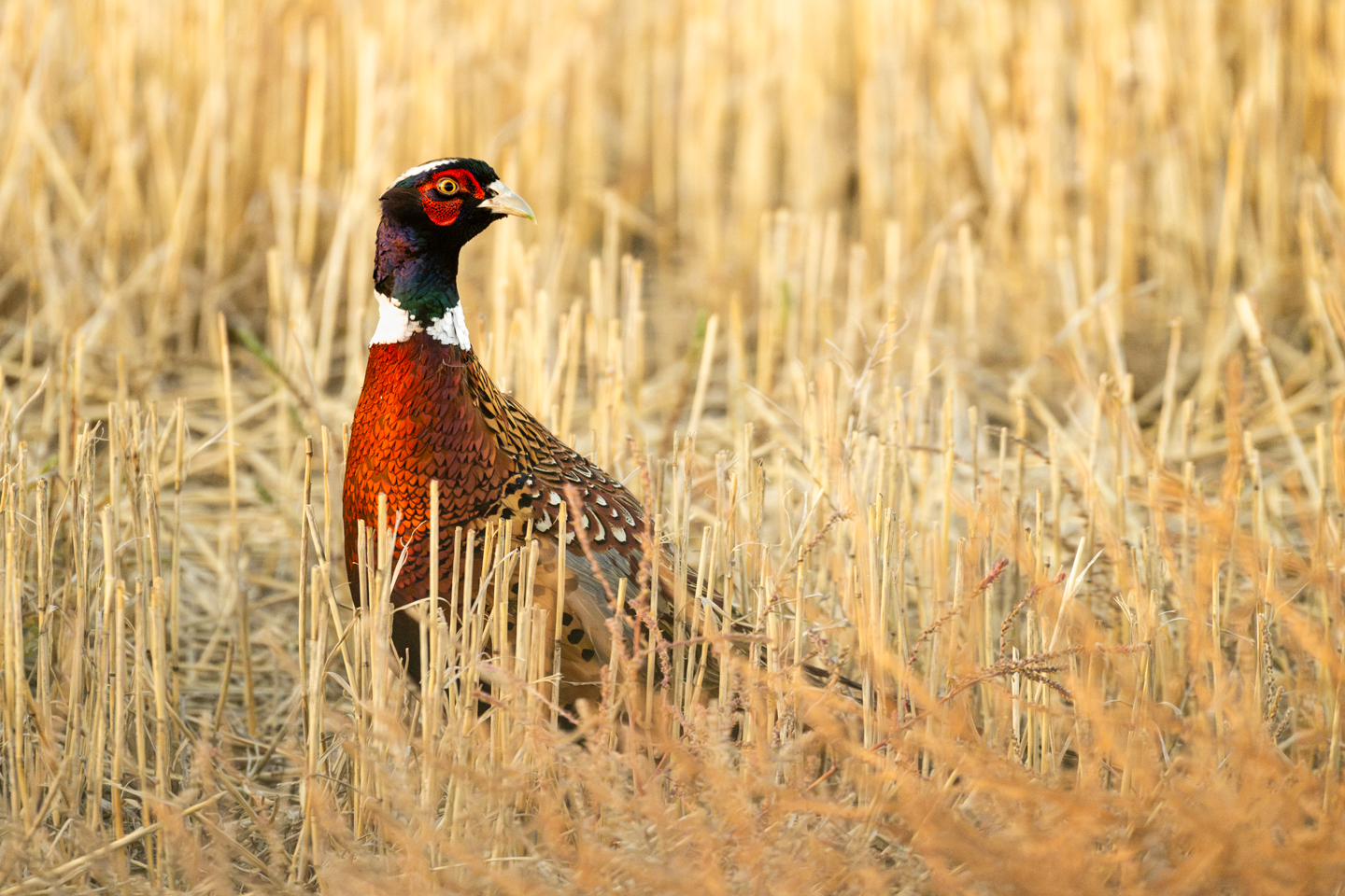 A ring-necked pheasant stands in a crop field in Dawes County. Justin Haag