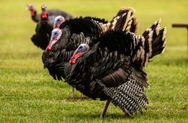 A group of jake wild turkeys walking in grass.