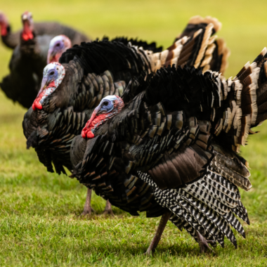 A group of jake wild turkeys walking in grass.