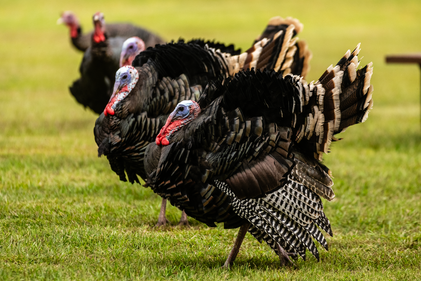 A group of jake wild turkeys walking in grass.