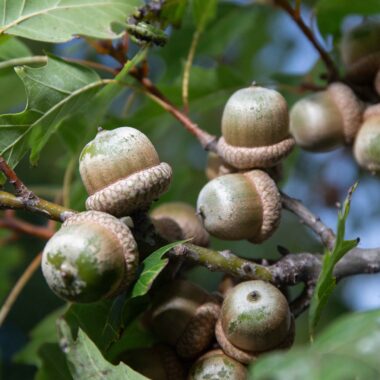Acorns from an oak tree found on private land in Sarpy County Nebraska