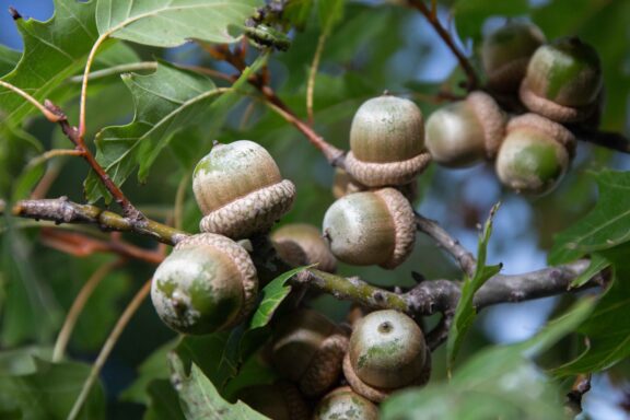 Acorns from an oak tree found on private land in Sarpy County Nebraska