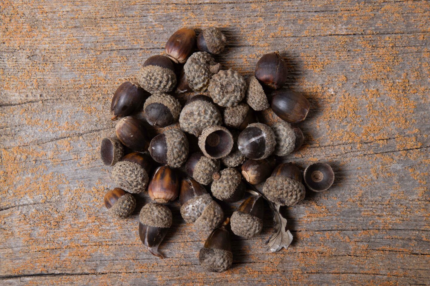 A pile of acorns from an oak tree in Nebraska. All species of oaks will regularly produce acorns in autumn.