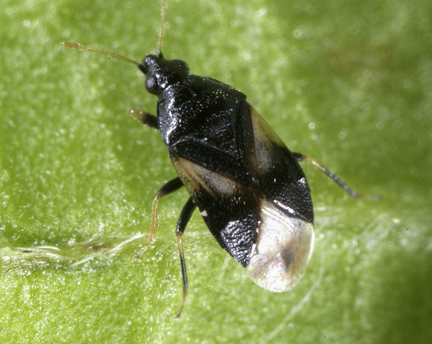Photo by David G. James, Washington State University