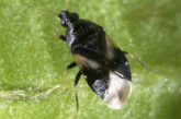 Photo by David G. James, Washington State University