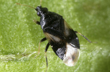 Photo by David G. James, Washington State University