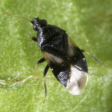 Photo by David G. James, Washington State University